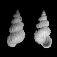 Epitonium hispidulum 